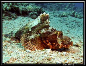 Poisson scorpion à tête plate. by André Bruchez 